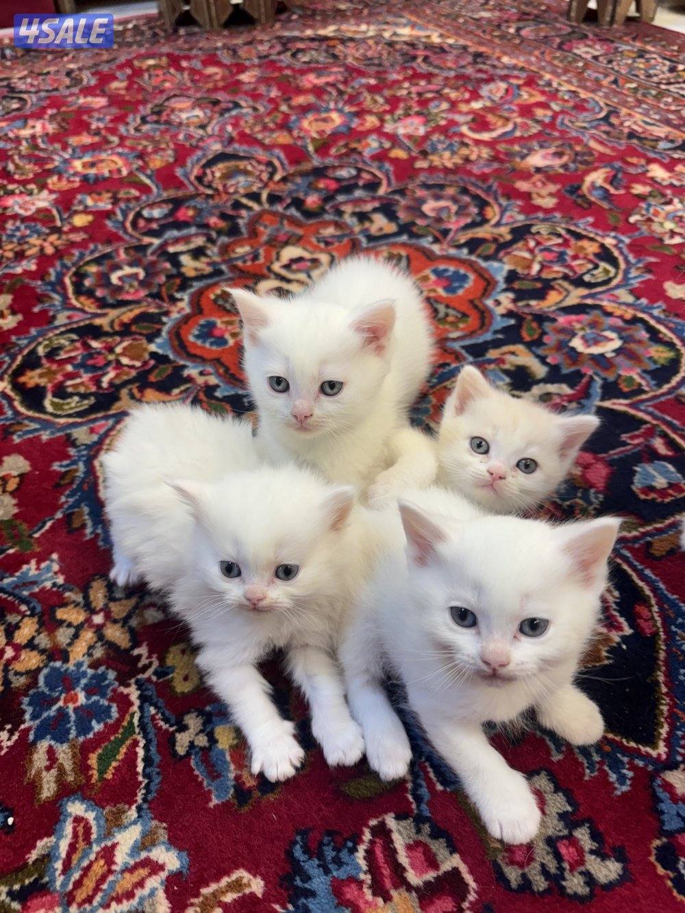 للبيع قطط شهر ونص4