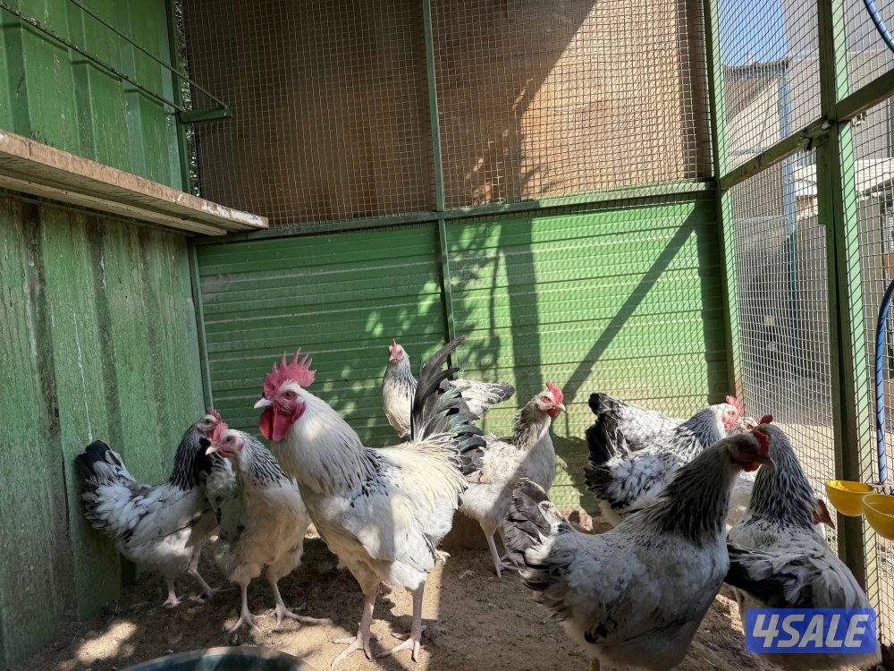 مجاميع ساسكس كولمبي وانجليزي بياض2