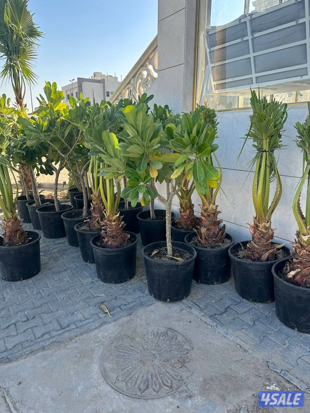 للبيع فتنه و واشنطونيا1