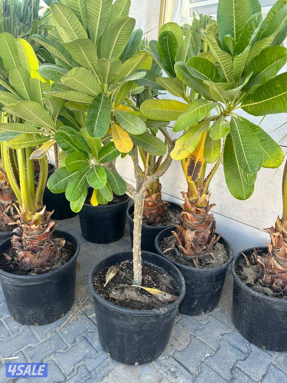 للبيع فتنه و واشنطونيا2