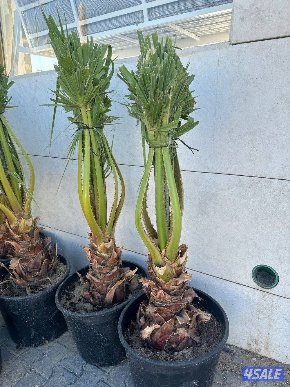 للبيع فتنه و واشنطونيا3