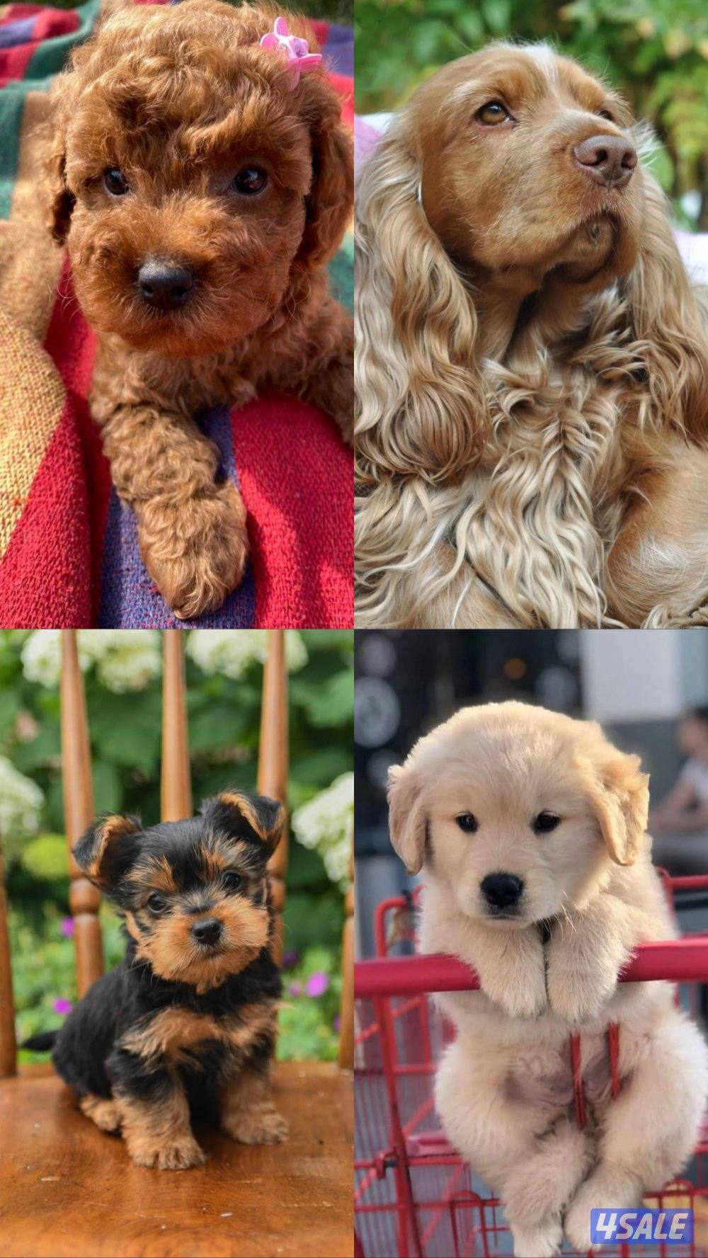 للتبني العاجل0