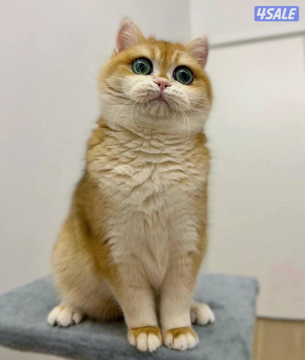 للتبني العاجل0