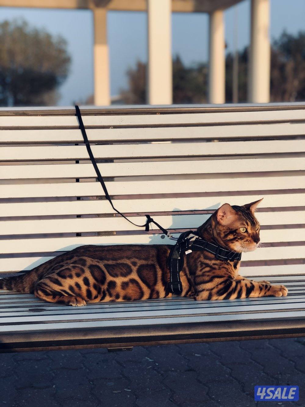 قطط بنغال بيور لون بني،بصحه جيده جدا مطعّمين مع دفاترهمExotic bengal0