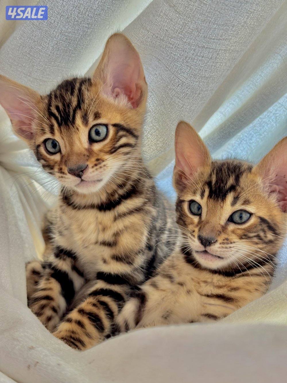 قطط بنغال بيور لون بني،بصحه جيده جدا مطعّمين مع دفاترهمExotic bengal1