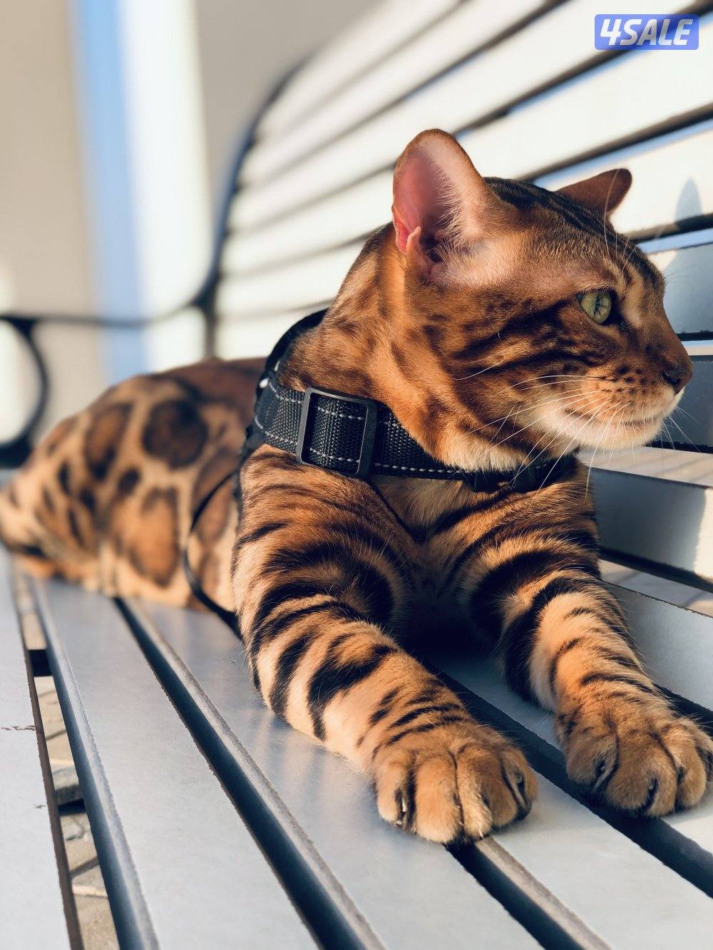 قطط بنغال بيور لون بني،بصحه جيده جدا مطعّمين مع دفاترهمExotic bengal3