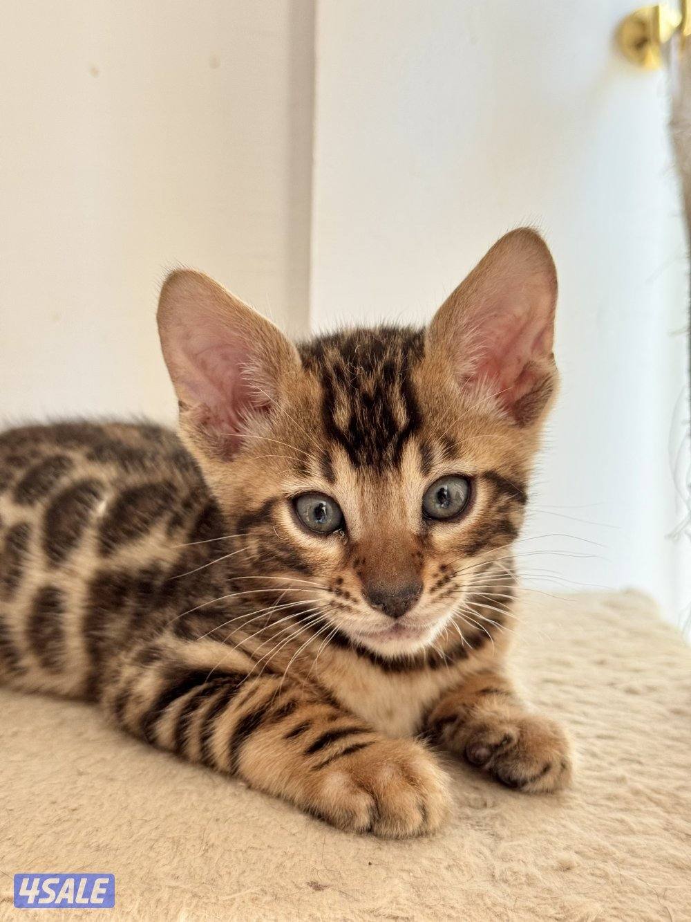 قطط بنغال بيور لون بني،بصحه جيده جدا مطعّمين مع دفاترهمExotic bengal4