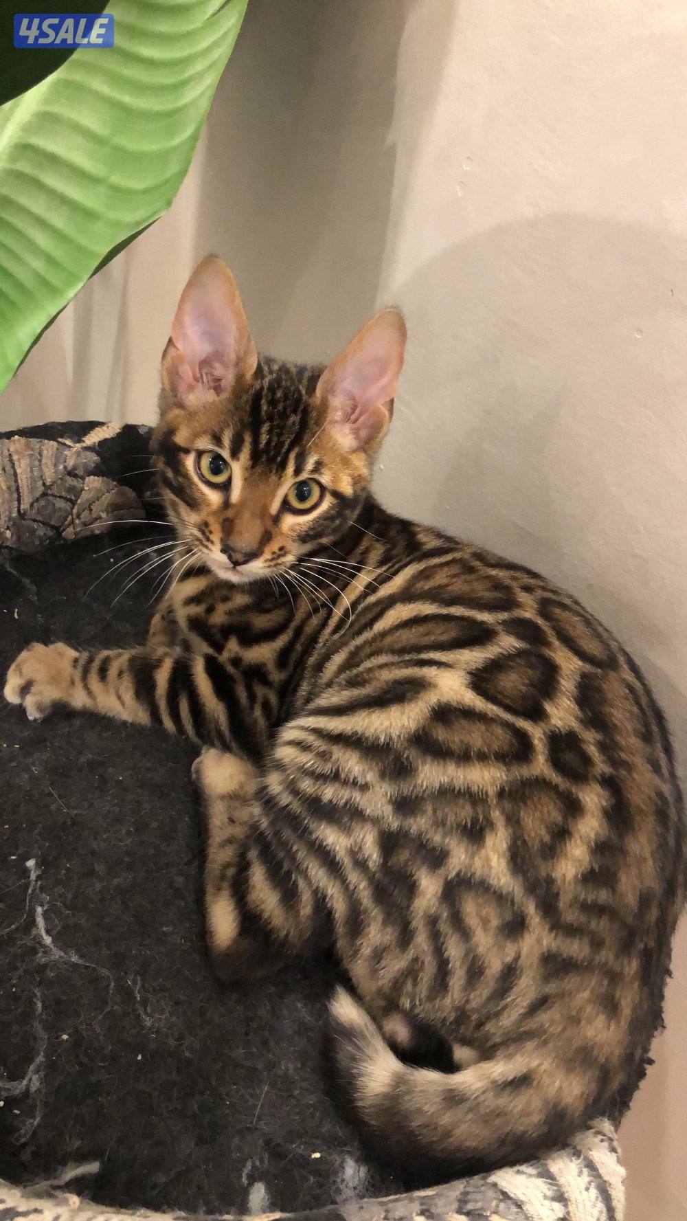 قطط بنغال بيور لون بني،بصحه جيده جدا مطعّمين مع دفاترهمExotic bengal5