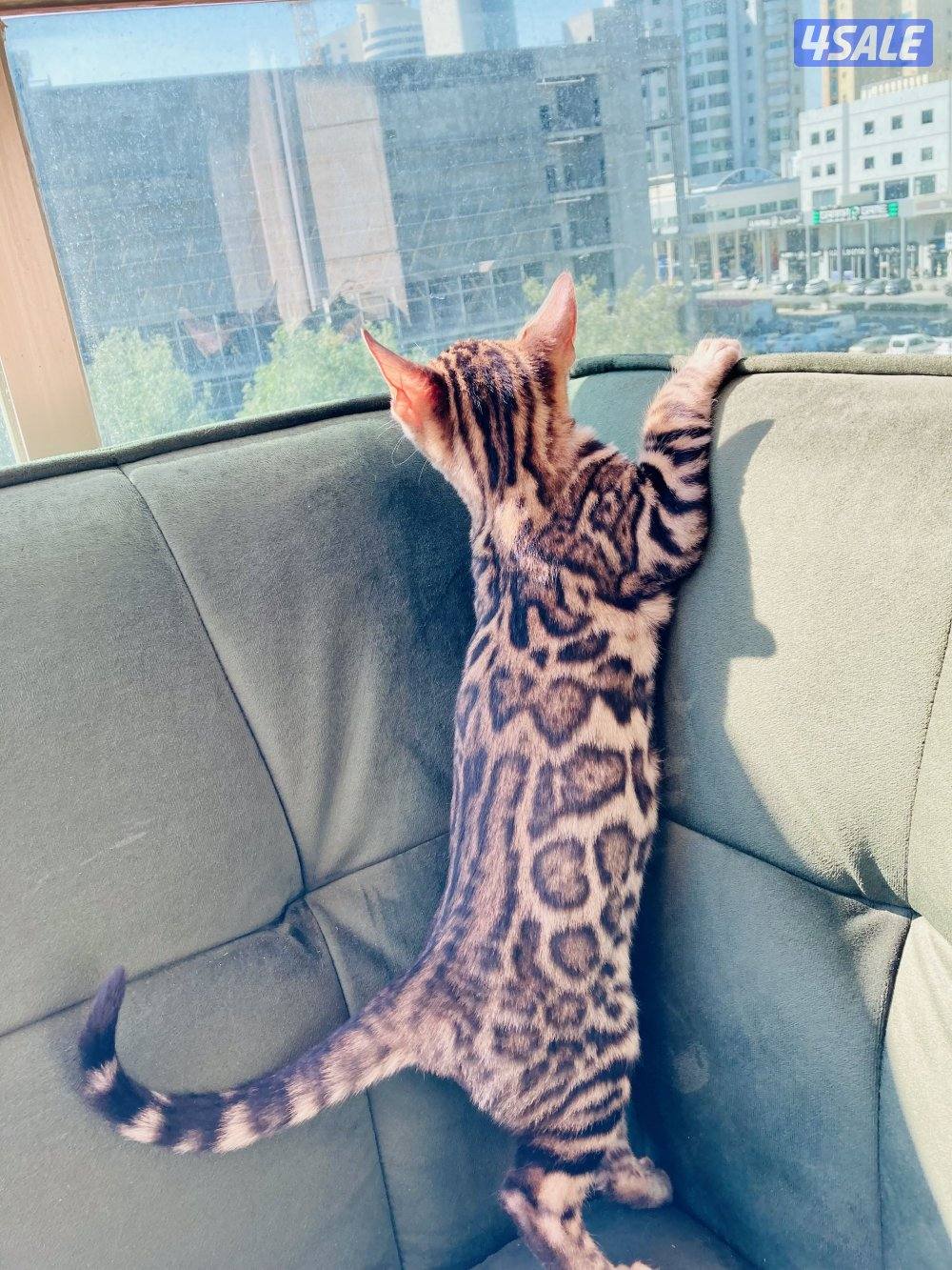 قطط بنغال بيور لون بني،بصحه جيده جدا مطعّمين مع دفاترهمExotic bengal7