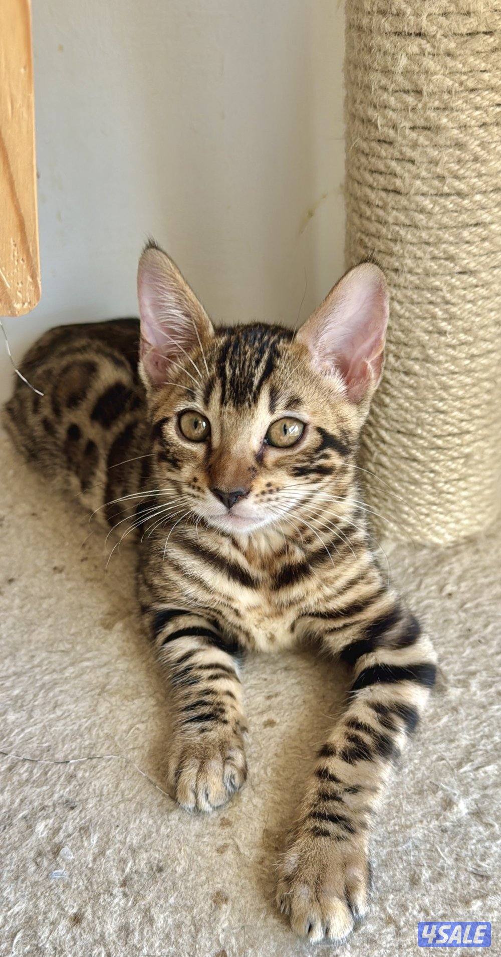 قطط بنغال بيور لون بني،بصحه جيده جدا مطعّمين مع دفاترهمExotic bengal8