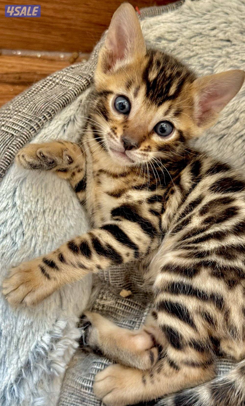 قطط بنغال بيور لون بني،بصحه جيده جدا مطعّمين مع دفاترهمExotic bengal11