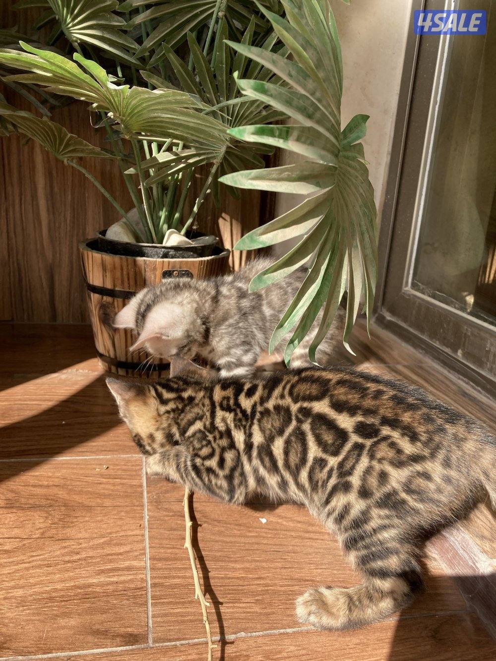 قطط بنغال بيور لون بني،بصحه جيده جدا مطعّمين مع دفاترهمExotic bengal12
