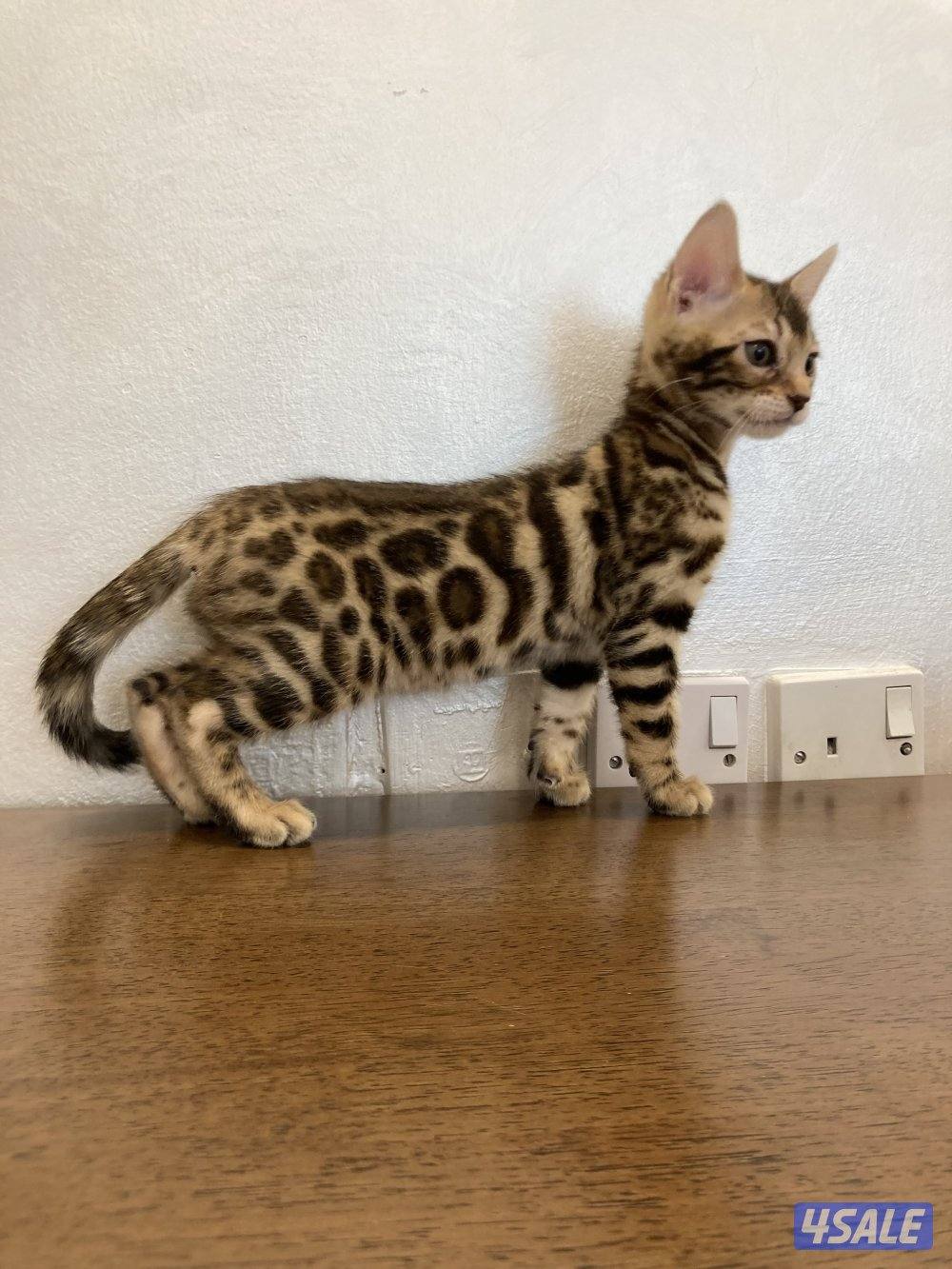 قطط بنغال بيور لون بني،بصحه جيده جدا مطعّمين مع دفاترهمExotic bengal13