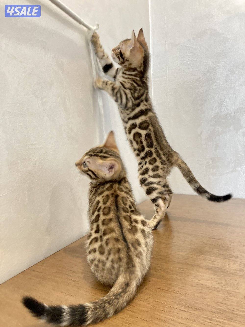 قطط بنغال بيور لون بني،بصحه جيده جدا مطعّمين مع دفاترهمExotic bengal14