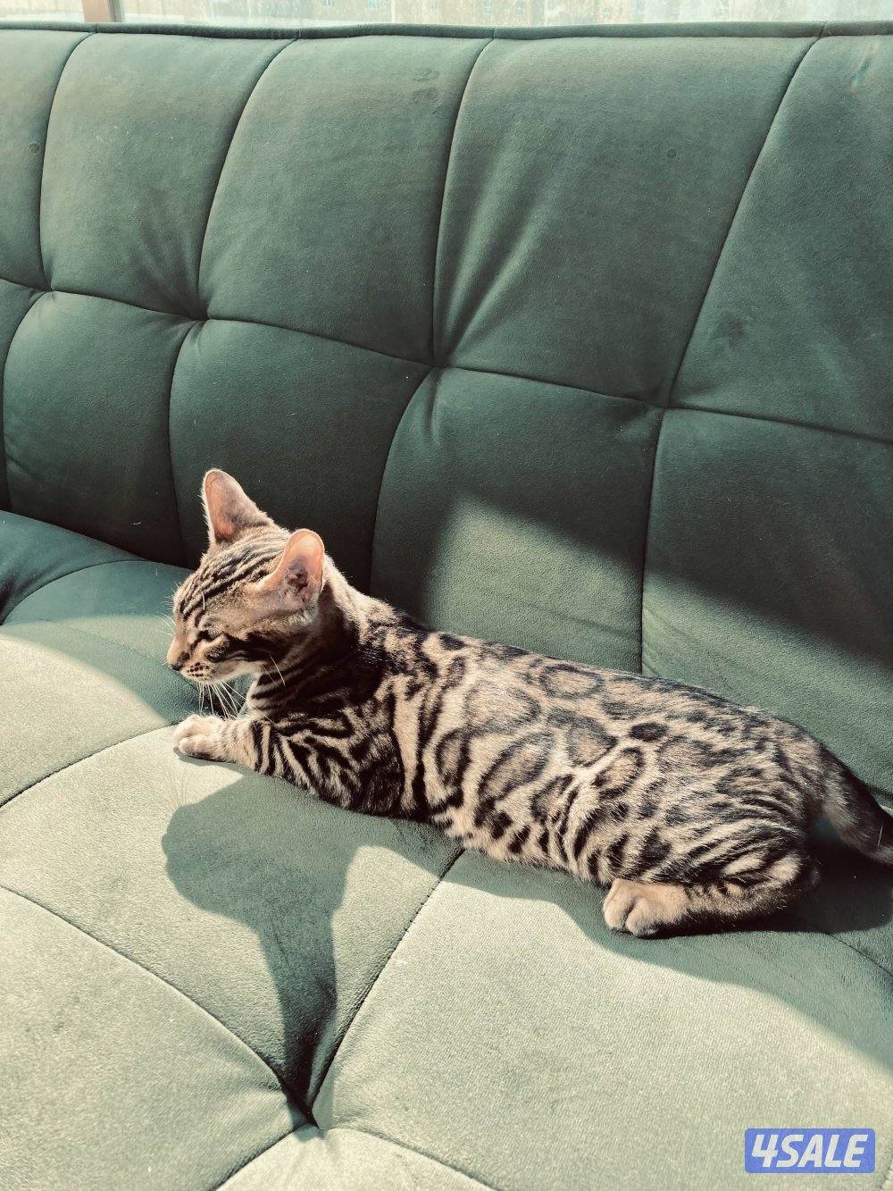 قطط بنغال بيور لون بني،بصحه جيده جدا مطعّمين مع دفاترهمExotic bengal15
