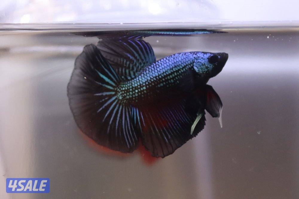 High quality betta1