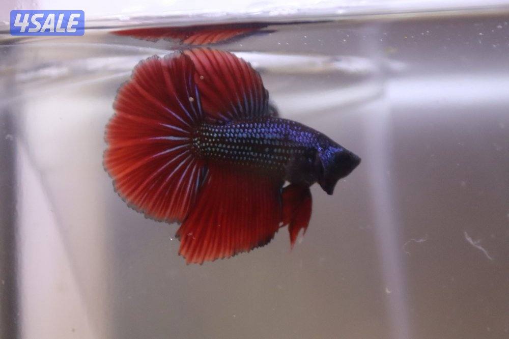 High quality betta0