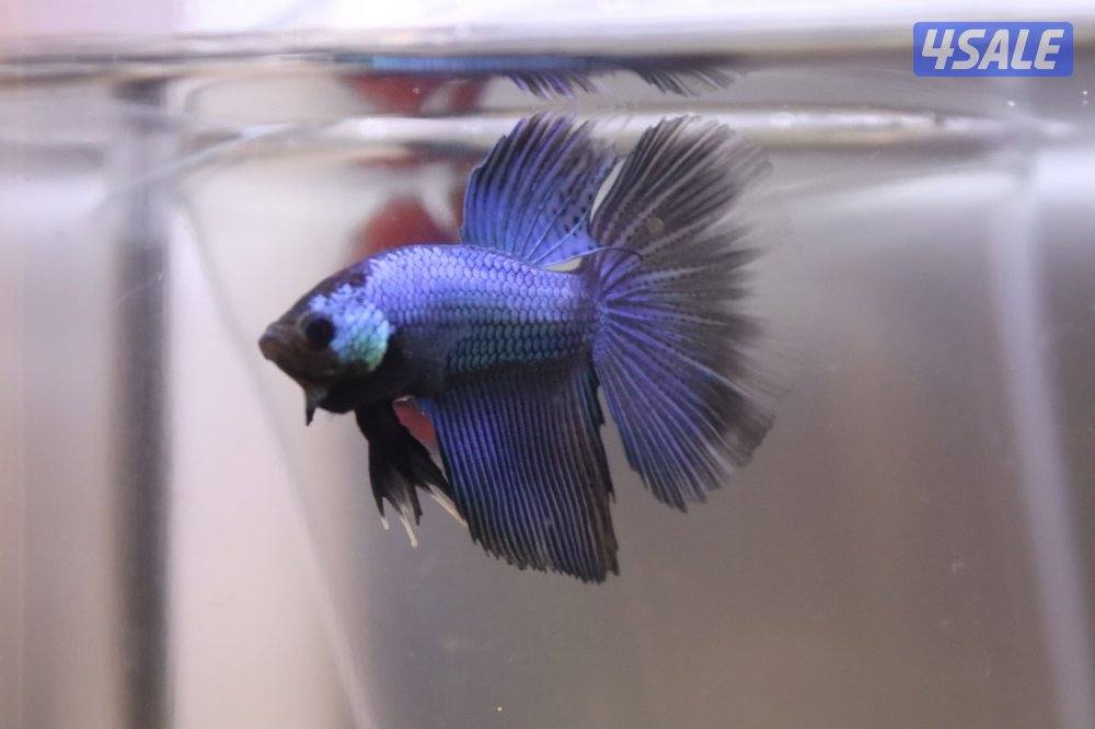 High quality betta2