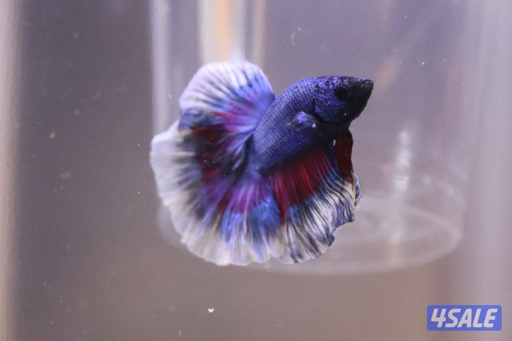 High quality betta3