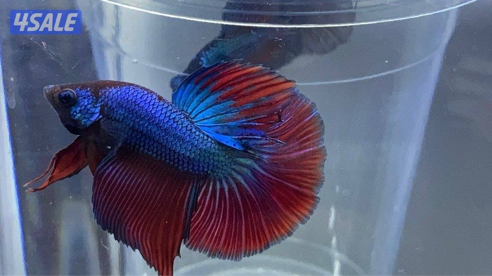 High quality betta4