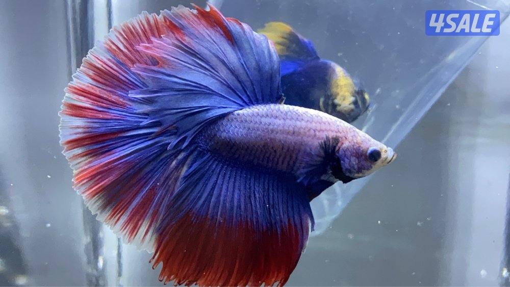 High quality betta6