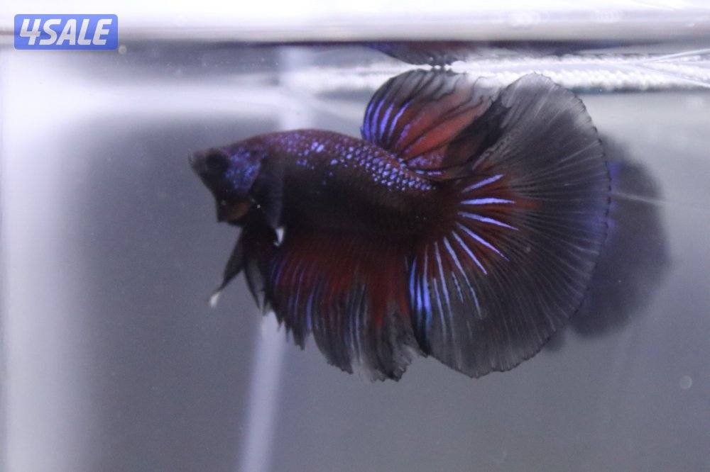 High quality betta5