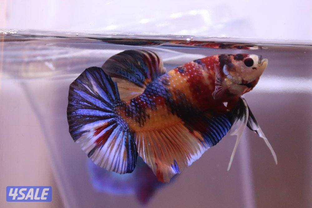 High quality betta7