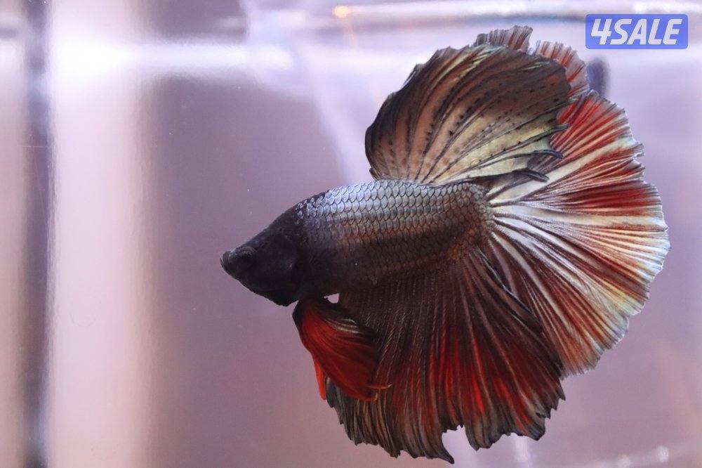 High quality betta8