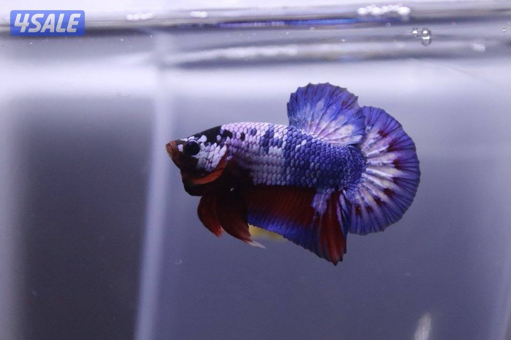High quality betta9