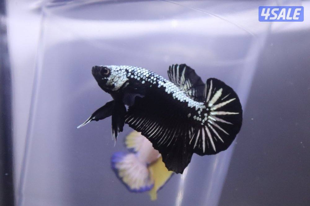 High quality betta10