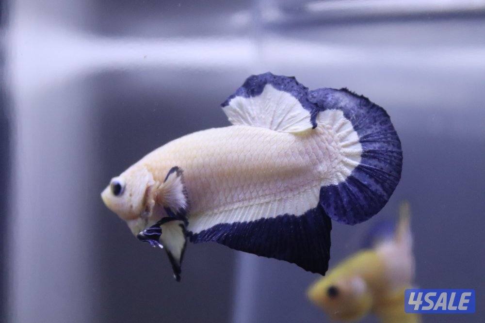 High quality betta11