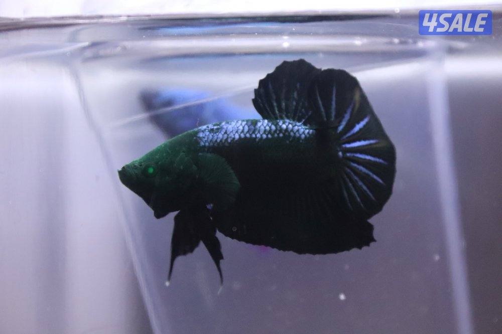 High quality betta13