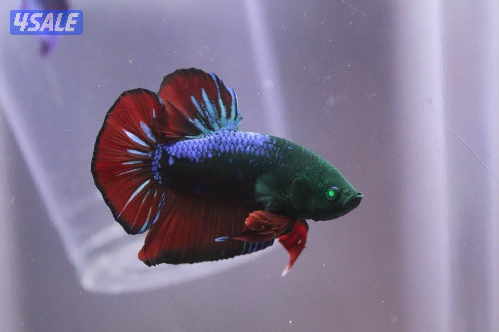 High quality betta12
