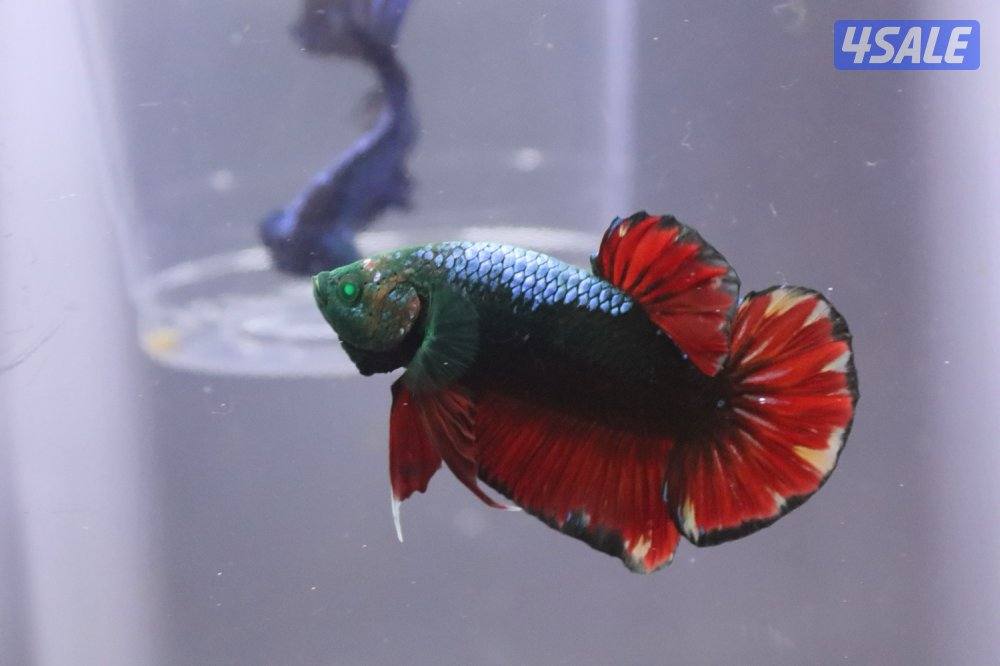 High quality betta14