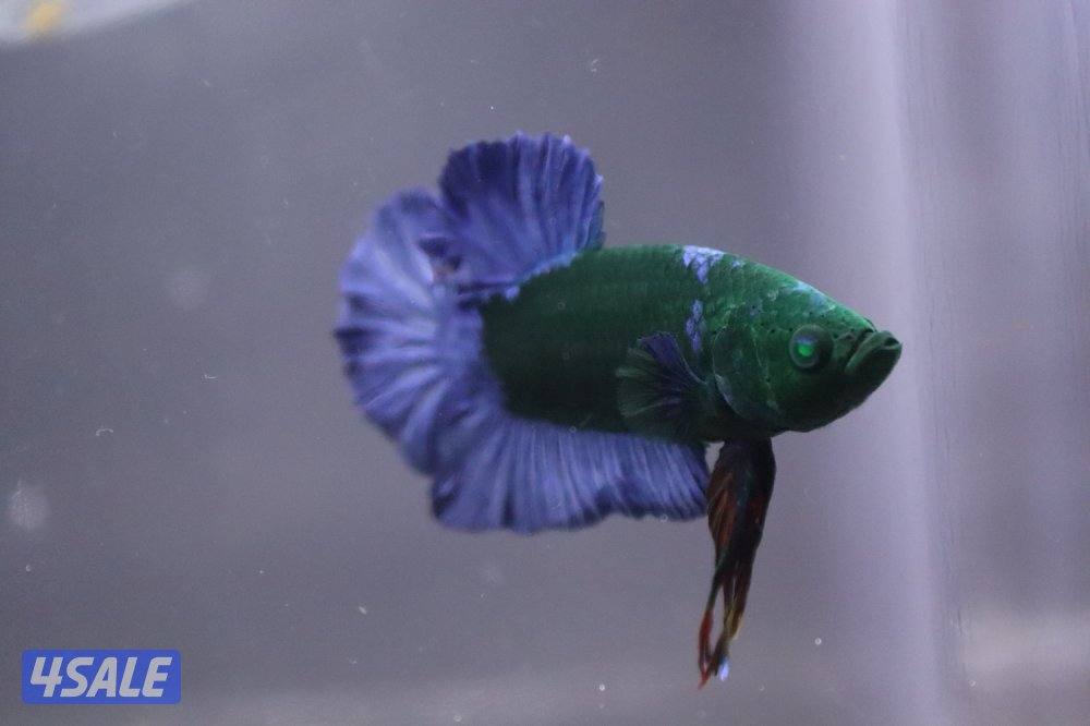 High quality betta15