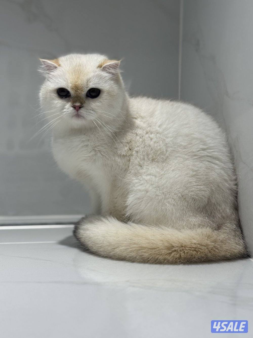 نثيه سكوتش سنقل فولد0