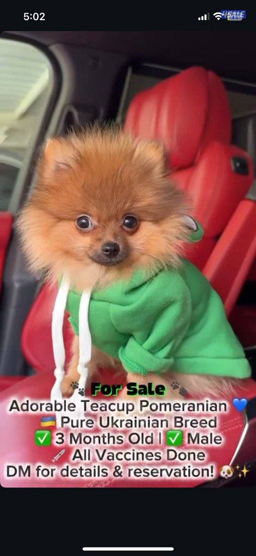 Teacup Male Pomeranian🐶 Ukrainian Breed 🇺🇦5 months💙 Fully Vaccinated💉✅0