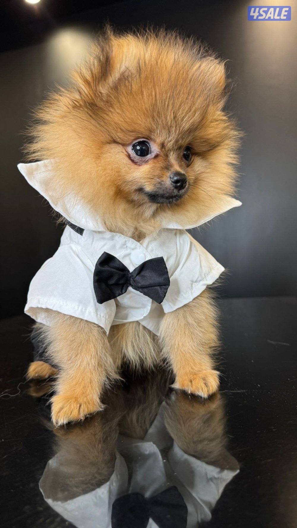 Teacup Male Pomeranian🐶 Ukrainian Breed 🇺🇦5 months💙 Fully Vaccinated💉✅1