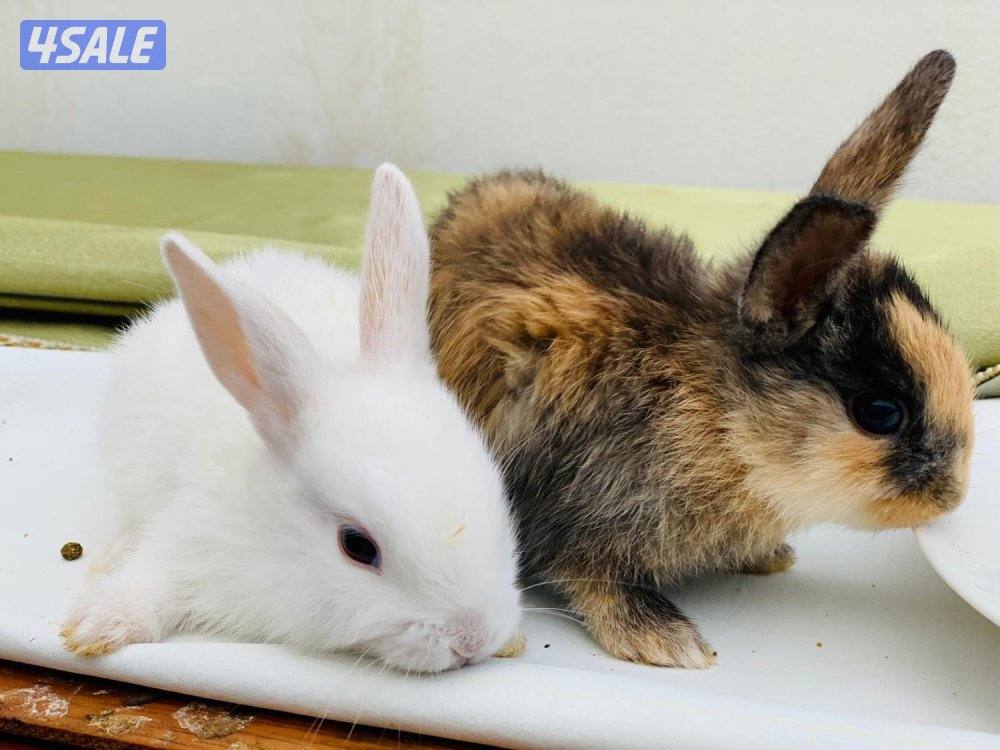 للبيع ارانب فرنسية صغار 🐰5