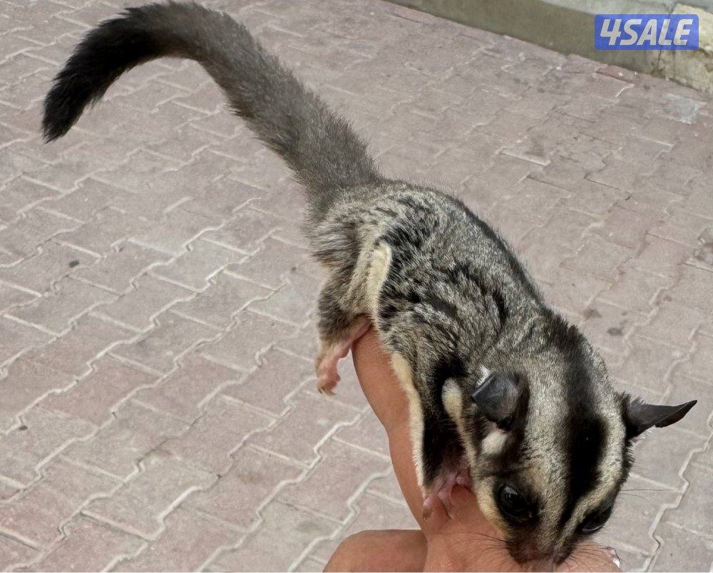 للبيع شوقر قلايدر صغير وأليف 🦨0