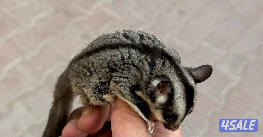 للبيع شوقر قلايدر صغير وأليف 🦨1