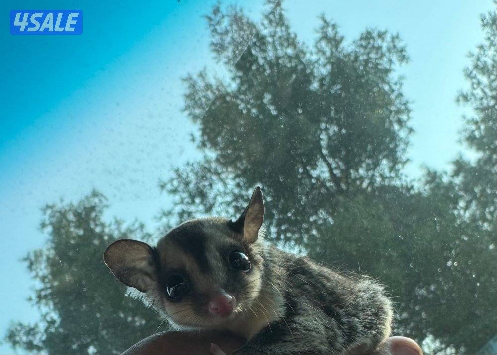 للبيع شوقر قلايدر صغير وأليف 🦨2