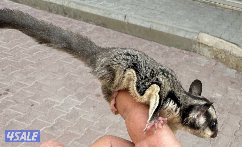 للبيع شوقر قلايدر صغير وأليف 🦨3