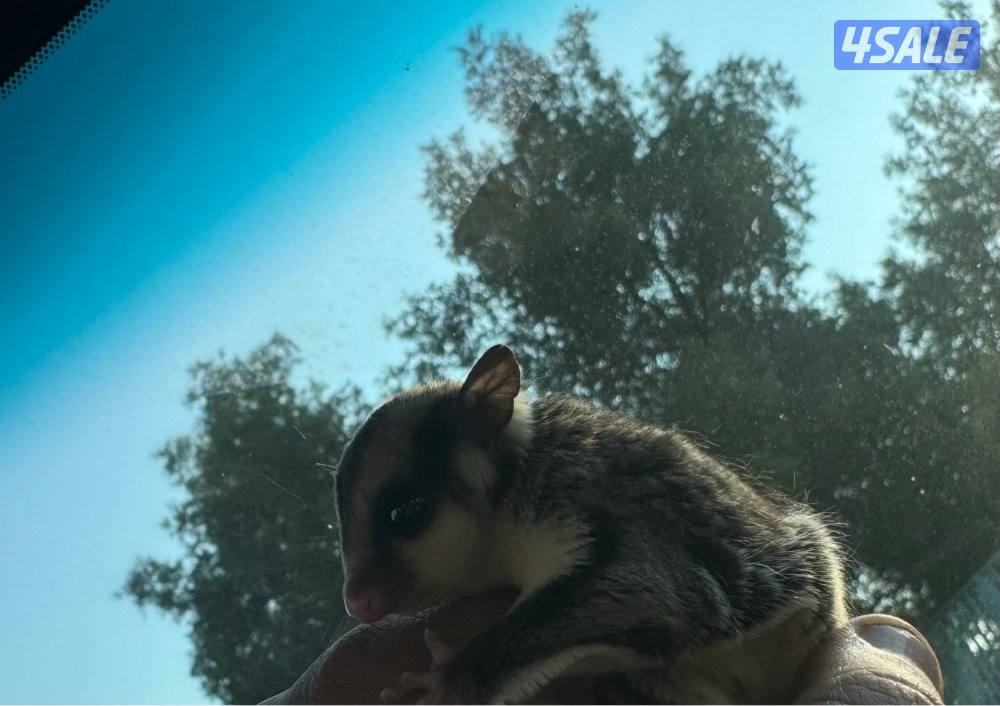 للبيع شوقر قلايدر صغير وأليف 🦨4