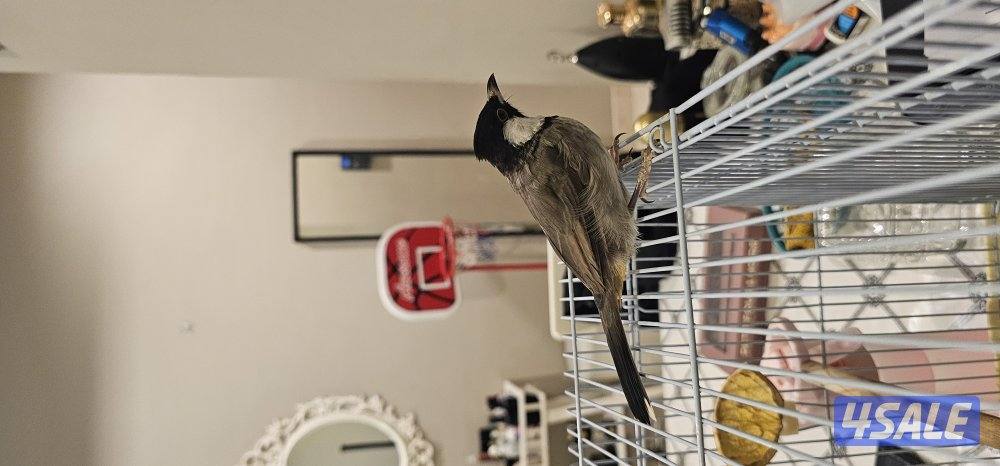 للبيع بلبل ربوه0