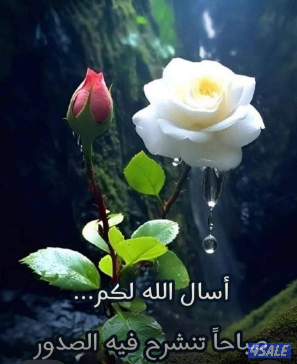 مدرس فيزياء للمرحلة الثانويه العاشر والحادي عشر والثاني عشر3