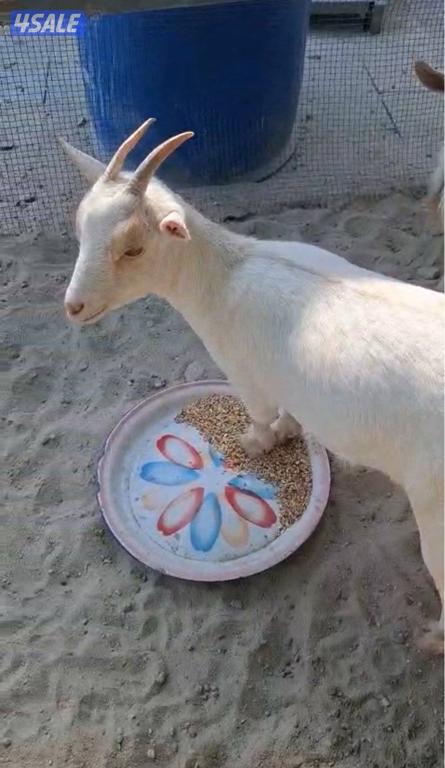 للبيع جيكيات0