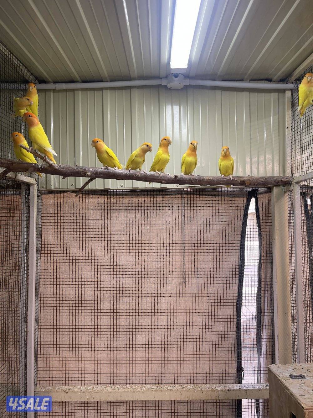 فروخ لوفيرد عس العدد ١١0