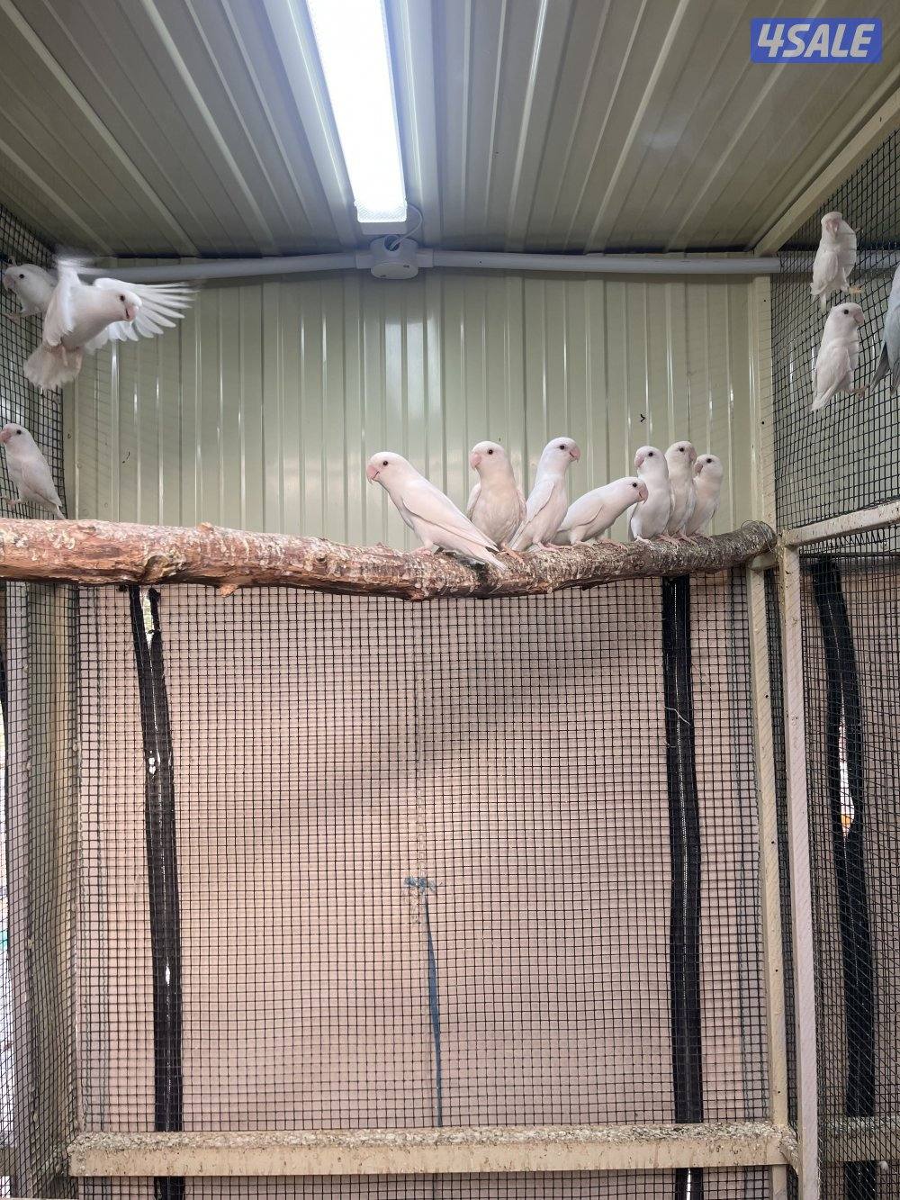 فروخ لوفيرد عس العدد ١١1