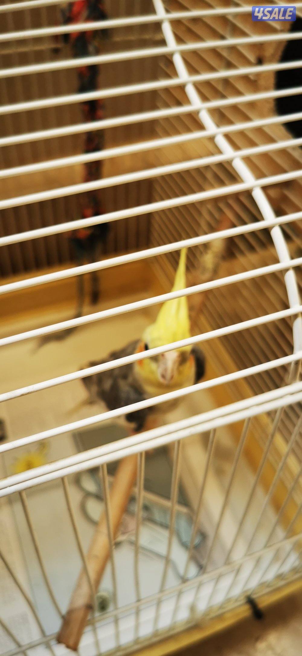 للبيع كروان يغرد وبصحة ممتازة وريشه كامل
السعر ٥٠دك0